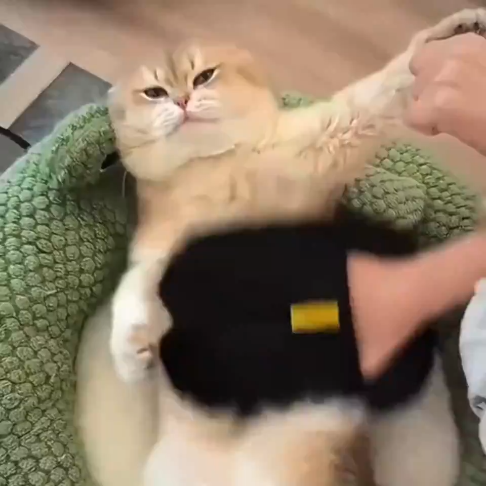 Pet Hair Remover Mitt